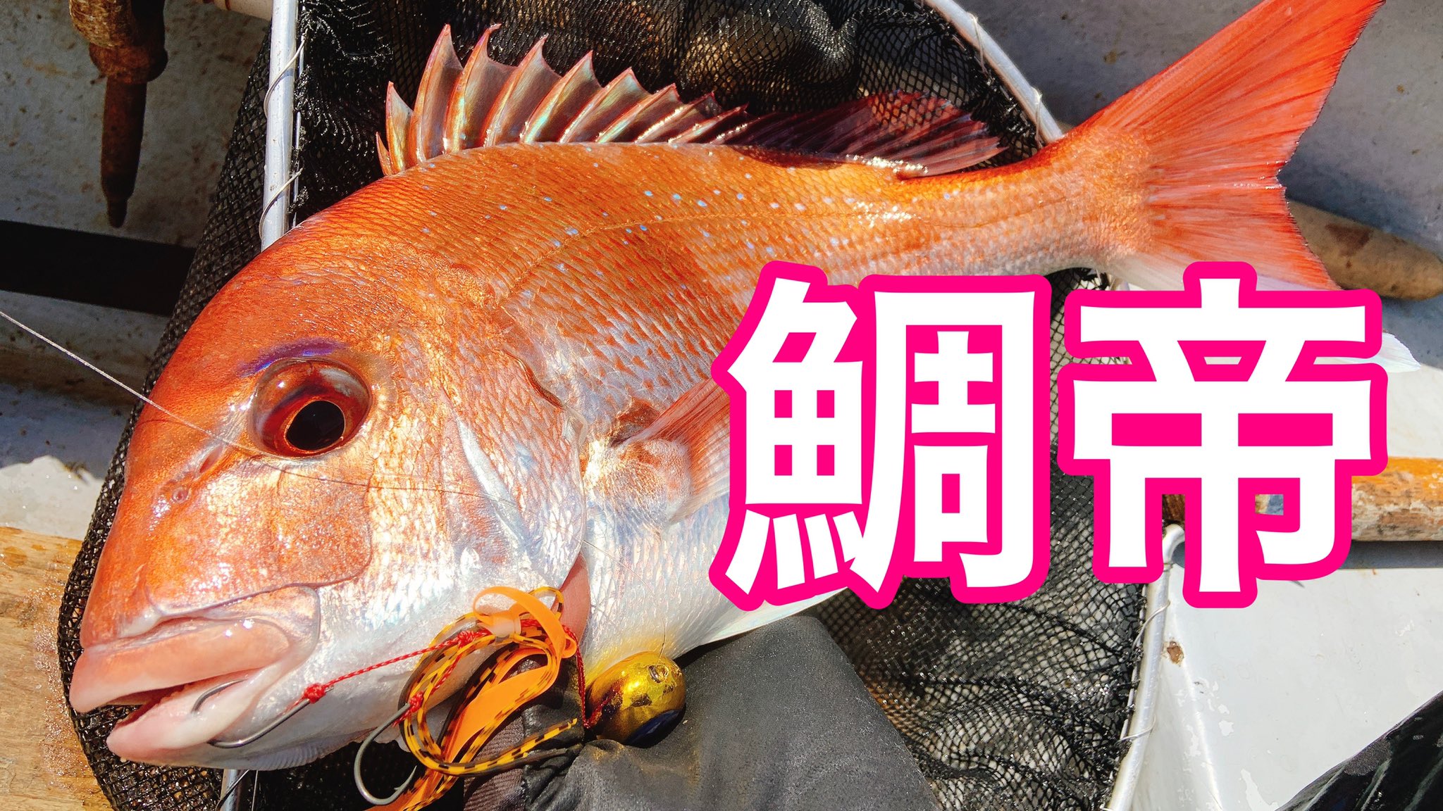 ひらっさん Oretsuri まるまつ丸さんと共催した 鯛帝 イベントの動画をyoutube にup中 エンコードが混み合っているものの 今夜に公開できるかと 手漕ぎタイラバは潮と風が必須なわけですが 漕ぎ戻るのと アワセの課題が釣船との違いです 登録