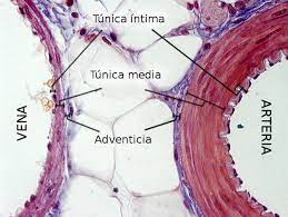 EstebanDL's tweet image. Para tener aterosclerosis se necesitan varios factores

Pasá que te lo cuento...HILO

El primero, tener arterias, si dije arterias y no venas
No alcanza con tener "vasos sanguineos", las venas no suelen desarrollar aterosclerosis