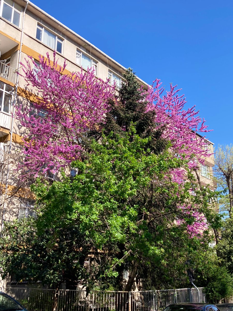 Kapandık diye erguvan mevsimini kaçıracak değiliz 💜 Bir koca yıl erguvansız geçer mi?