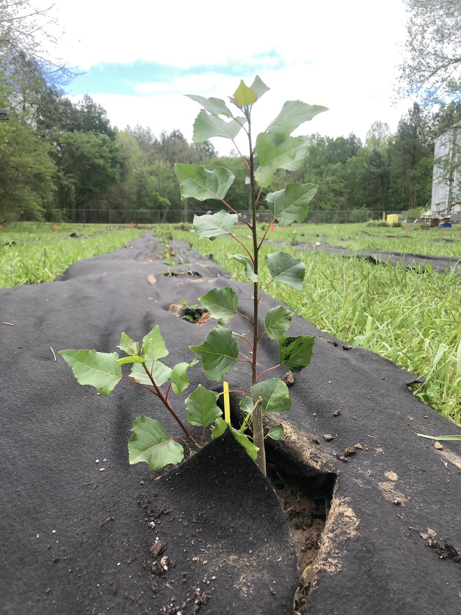 It’s happening! We are finally planting the new Populus field site!