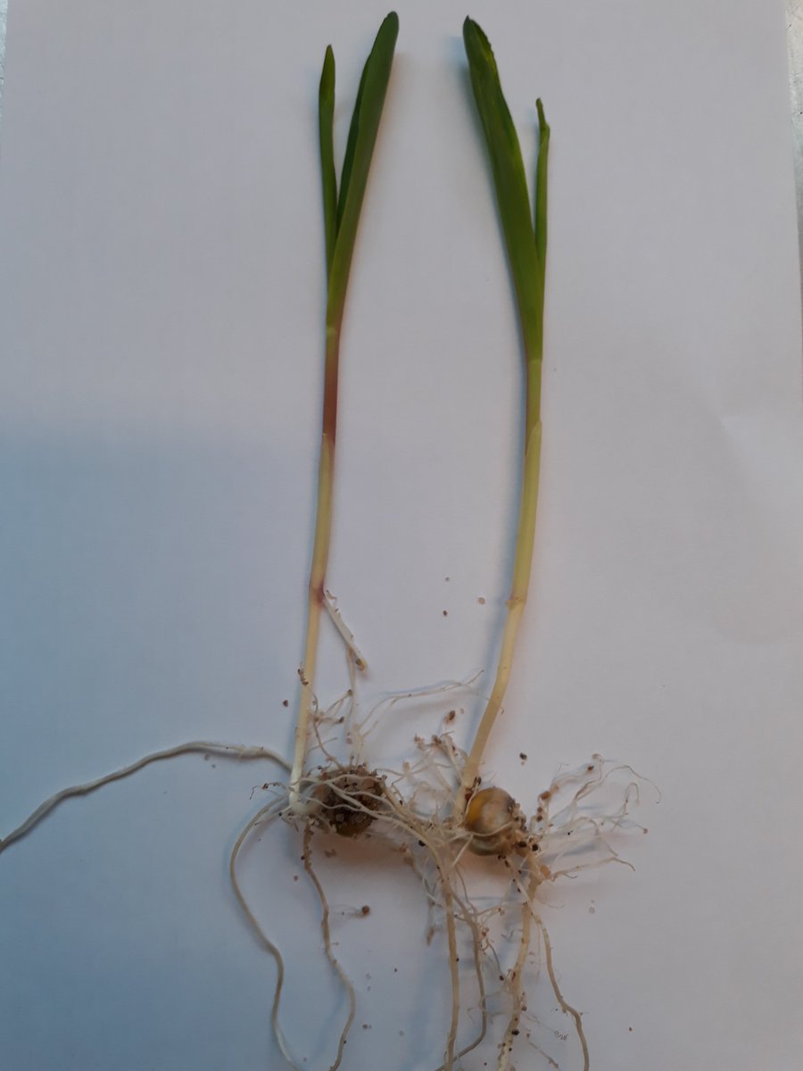 #Siemenlaboratorio'n henkilöstön pätevyyttä ja osaamista testataan ja ylläpidetään tällä kertaan maissin muodossa. #ISTA #itävyys #kosteus