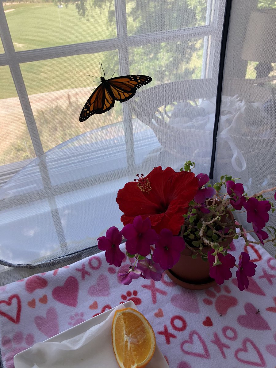 Athena is not eating, so I’ll need to release her soon. I’ve put her right on the nectar and orange, and in the flowers, with no luck. No matter how I turn the habitat, she’s facing outside and up to the sky. Butterflies need to “butterfly”! I think we can all relate. 