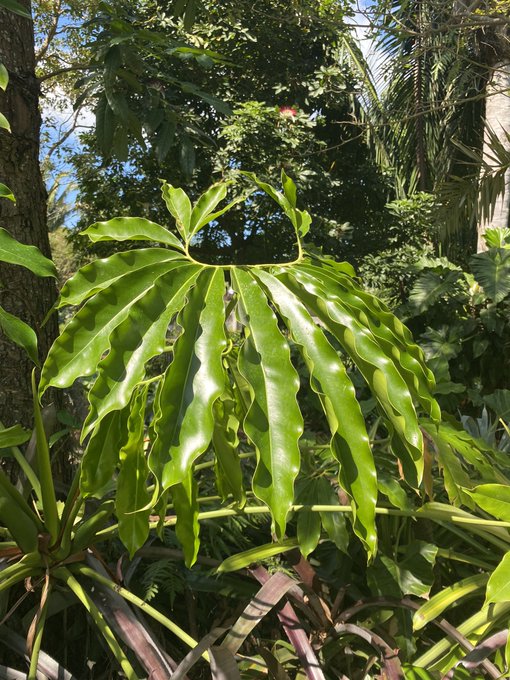 Naples Botanical Garden is 10/10, I do recommend 🤌 https://t.co/Tejw6CsIUJ