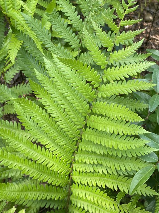 Naples Botanical Garden is 10/10, I do recommend 🤌 https://t.co/Tejw6CsIUJ