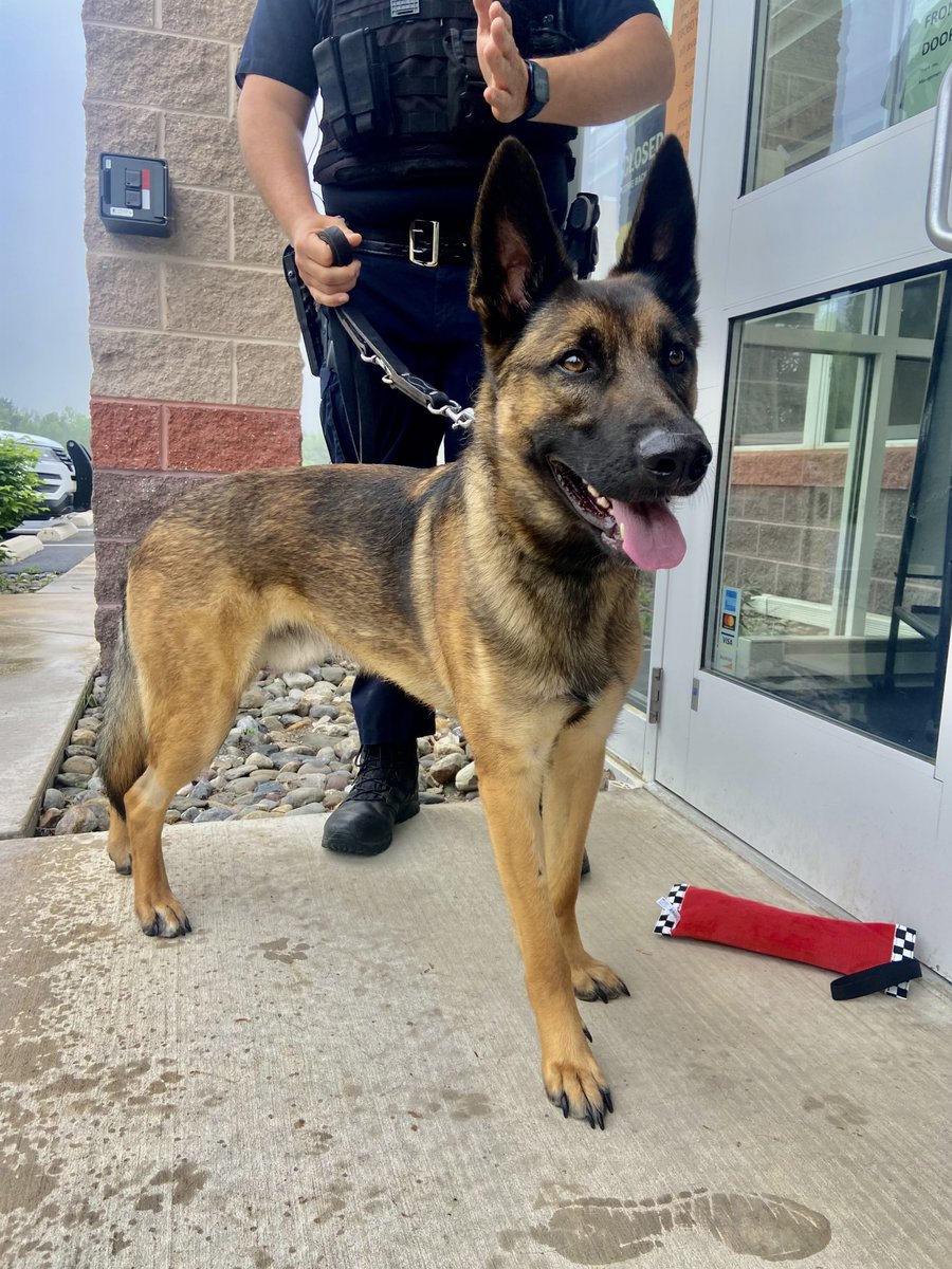 Burlington County on Twitter: &quot;From Shelter pup to K9 crimefighter: Burlington County Animal Shelter rescue finds home with the @LSPD43. Read the full story: https://t.co/Z0w76fKJzm… https://t.co/2xHz9pUw8S&quot;