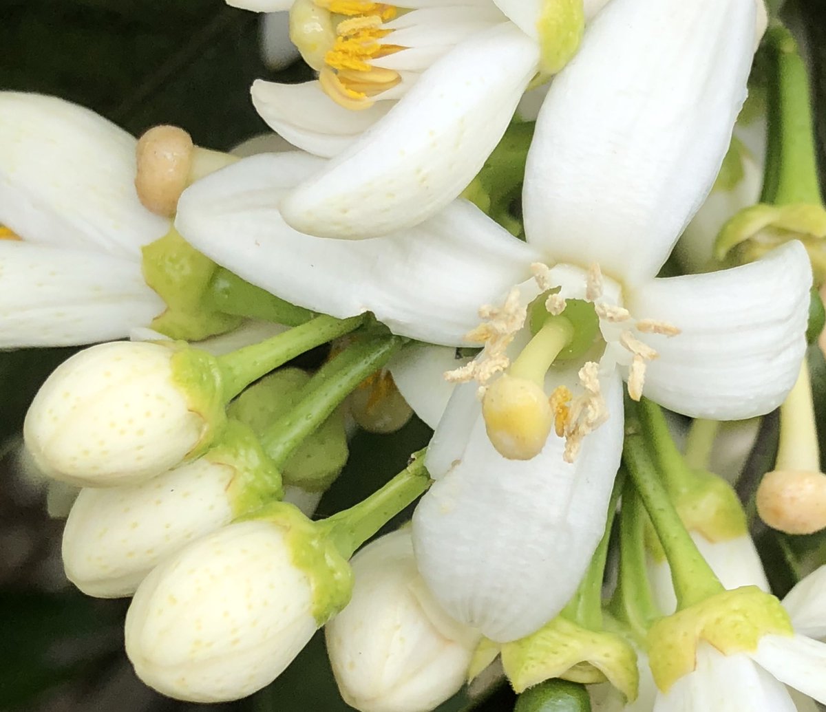 こふじ やすこ この花は 八朔の花です 甘くて心地良い香りがします 大好きな香りです 八朔の花を見ると みーかんーのはーなが さーいてーいる の みかんの花咲く丘 のフレーズが頭に浮かんできました 懐かしい手遊び歌です