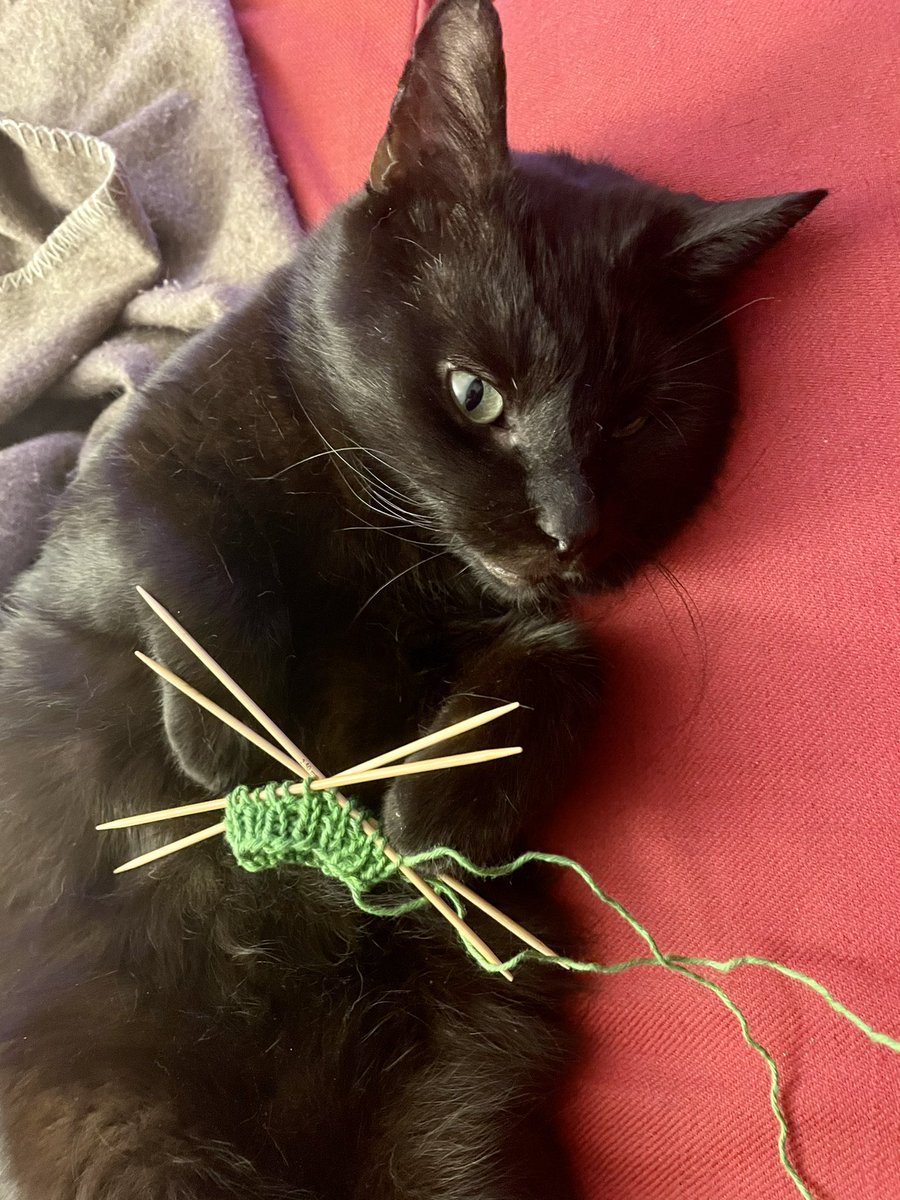 Soon I will hand in my thesis (fingers crossed), but until then my greatest achievement is teaching my cat how to knit his own socks 🧶😂