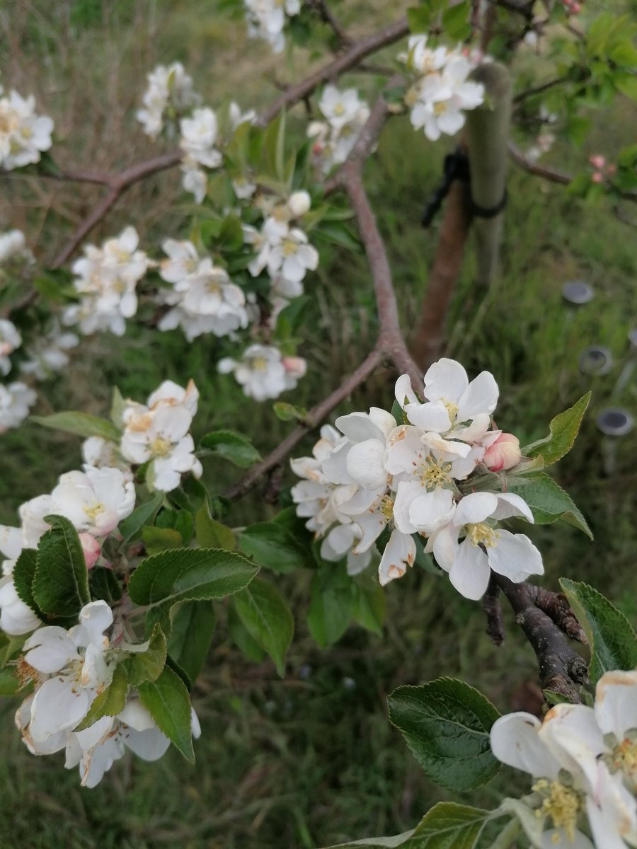 Finishing the day working from home so I get to see our beautiful apple blossom