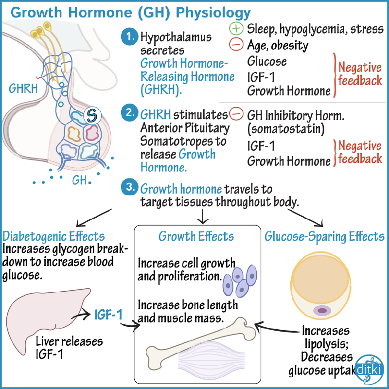 Ditki, Medical & Biological Sciences on X: Can you list triggers for  growth hormone secretion? What inhibits secretion? Learn more:   #ditki #meded #medicalschool #medstudent #nursing  #physicianassistant #usmle #pance #hormones