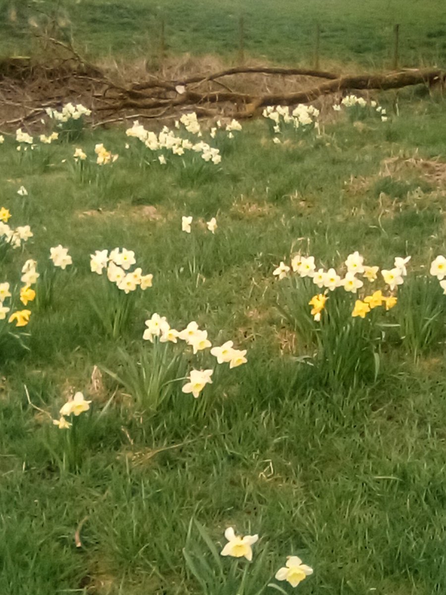 JoanneFreyja's tweet photo. Nature walks in the North of England for positive mental health #fairycam #NaturePhotography #flower #NaturePositive #naturebeauty #NatureRecovery #Outdoors #UK https://t.co/JShTKaxjEK