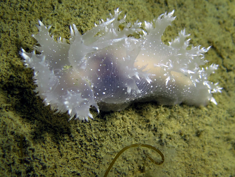 JenniferPutland's tweet image. We’re not trying to be Rudie, but these really are nudies! Check out this creature! Did you guess it was a Nudibranch? Can you show us your best nudibranch @FisheriesTrust and @bamfieldmsc and @SalishSeaCentre? #knowtheocean #OdySci #backyardbio