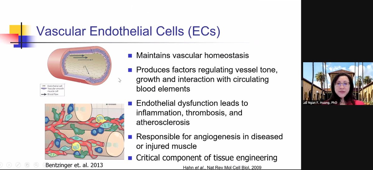 steven_c_george's tweet image. Terrific to welcome Professor Ngan Huang @NganHuang  from Stanford to our @UCDavisBME seminar series this morning.  Dr. Huang&apos;s lab creates technologies to vascularize implantable tissues.  Great work!  #vascularization #tissue_engineering