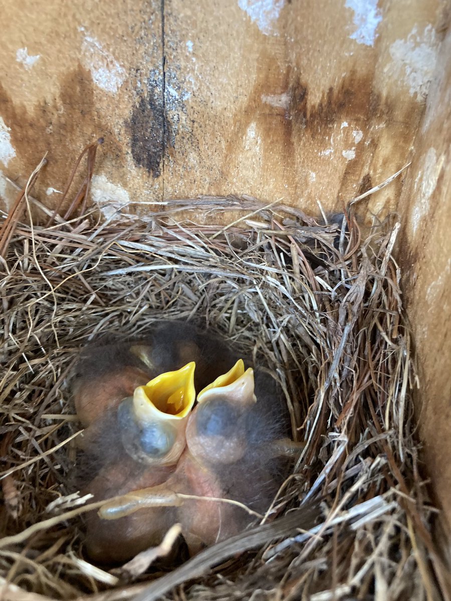 Tracey MacRitchie tweet media