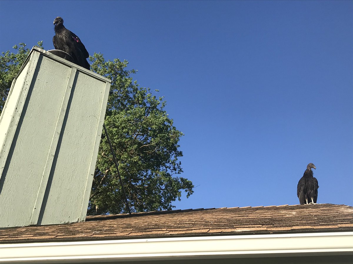 Good morning to everyone especially my mom who gave these two condors on her roof a “shower” this morning with a hose. Now they’re back chilling with the rest of the flock on her tree. Watching. Waiting. Doing condor things