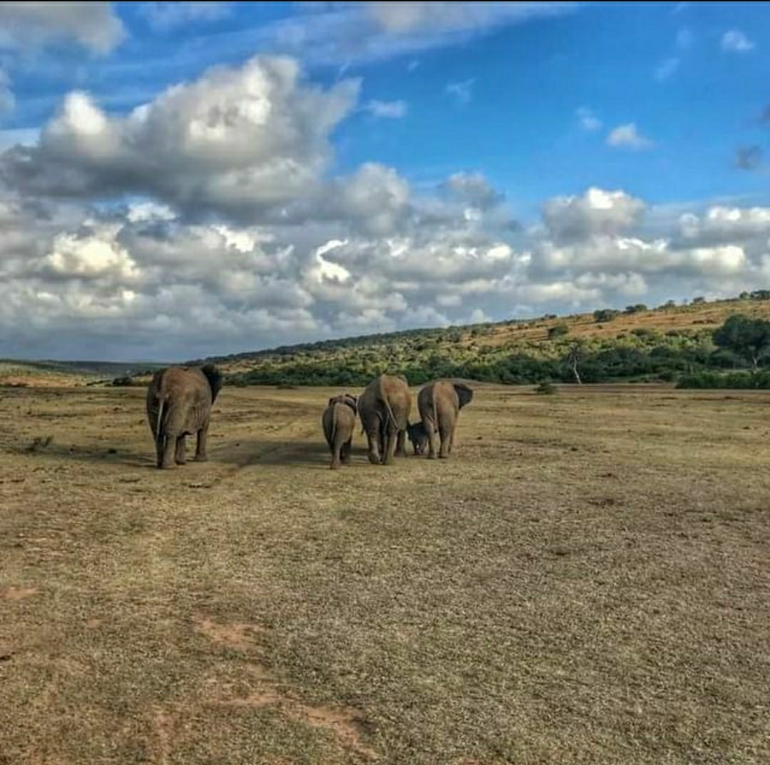 9- Parc national de Kalamaloué, (Sud-Ouest)/ Parc de Korup, (Sud-Ouest)/ Parc national de Faro, (Nord)° Le Parc national de Korup est une des plus belles et vieilles forêts tropicales humides du monde, + de 400 essences d’arbres et d'espèces animales (plusieurs sont endémiques)