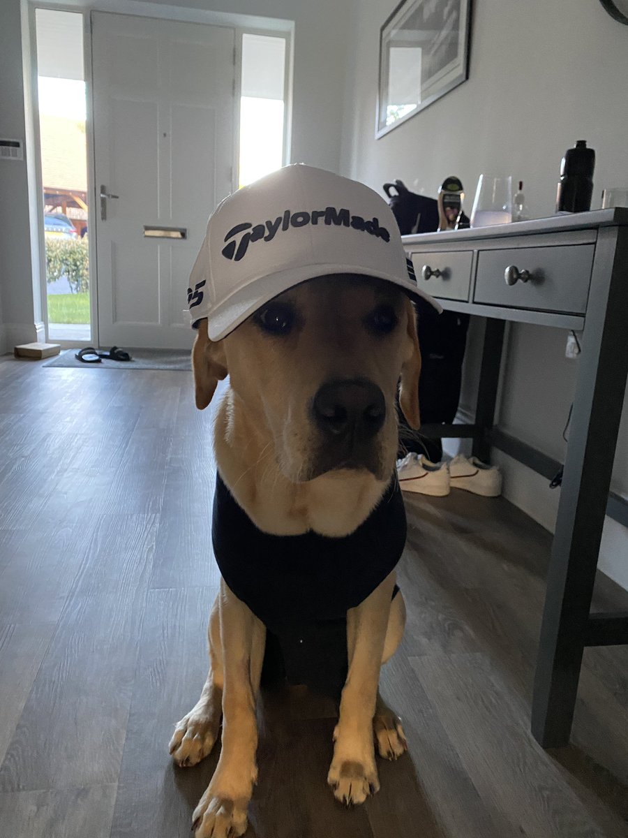 My new caddy is ready... good at finding all the balls I lose. <a href="/TaylorMadeTour/">TaylorMadeGolfEurope</a> 

No I don’t dress him up, this is his post 🥜🔪 outfit 👌🏻