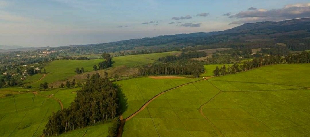 16- Plantation de thé de Ndu, (Nord-Ouest)/Plantation de thé de Djuttisa, (Ouest)