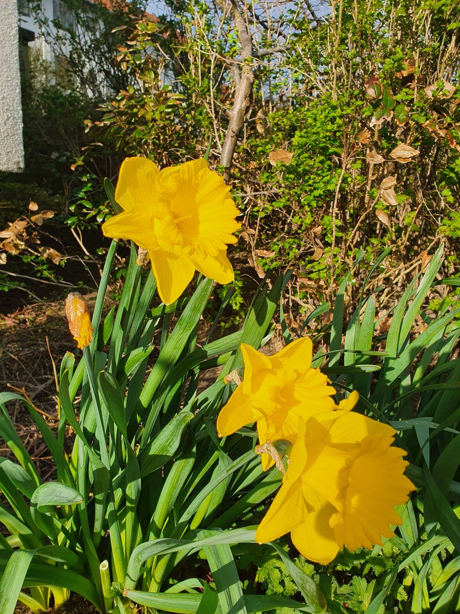 knudbe's tweet photo. Sping🙂 https://t.co/Ub5ZSL8qjR