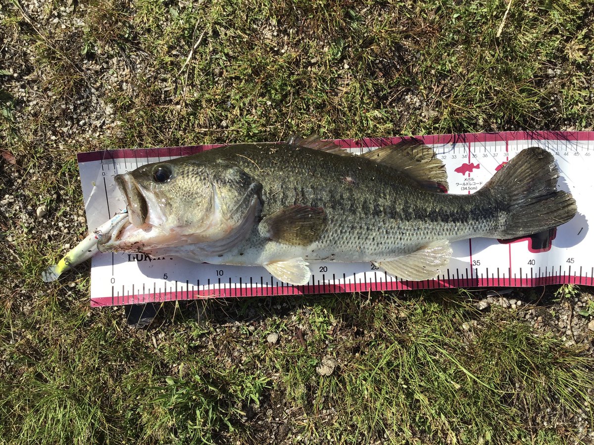 琵琶湖のバス釣り