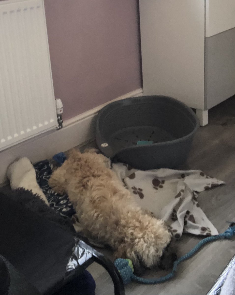 sarah_stars's tweet photo. As someone who postal votes this is my #dogsatpollingstation or maybe #dogsnotatpollingstations https://t.co/e4umjLkqA1