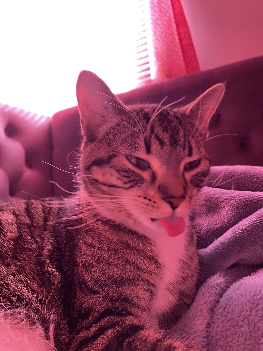 MolleeGirgen's tweet photo. @Meg_J_Wilde This tiny terror, mostly derp, hopes your day has gotten better 💕💜 https://t.co/ARlnRtSEgg