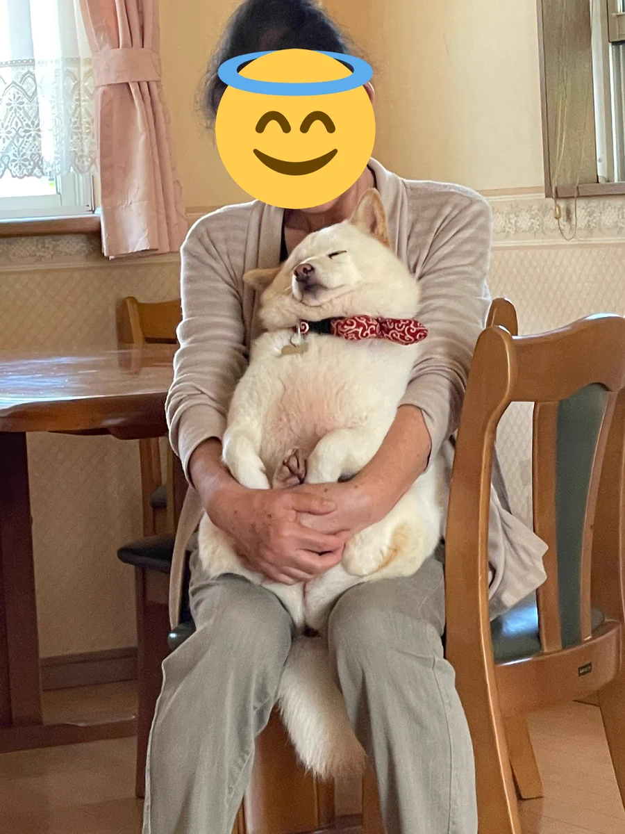 大好きなおばあちゃん！安心しきってわんちゃんがねてしまったｗ