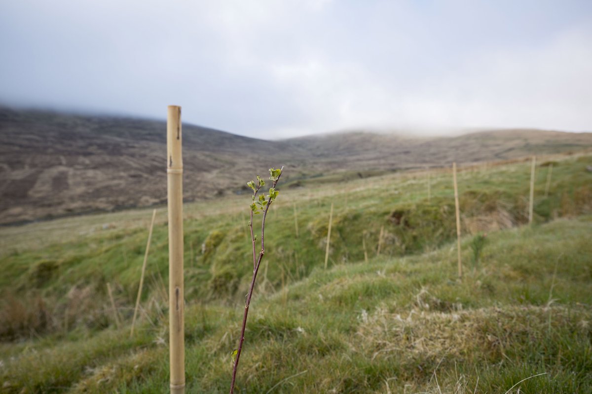 By working with The Woodland Trust & Forest Service we can deliver a range of native trees to encourage our flowers & fauna to flourish🌸
Our new trees near Fofanny Water Treatment Works in the Mournes are making good progress🌱
Visit: crowd.in/HI36hb
#OneMillionTrees