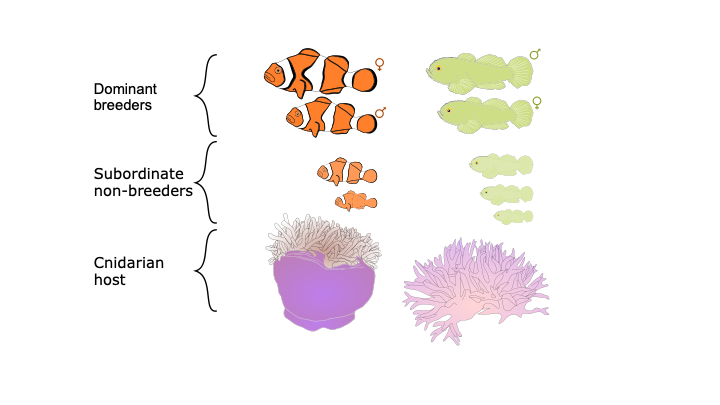 In the past 2 decades we have learned a lot by using model species: the emerald coral goby and the clown anemonefish. Especially work by  @MarianWong10 and  @BustonLab 4/n