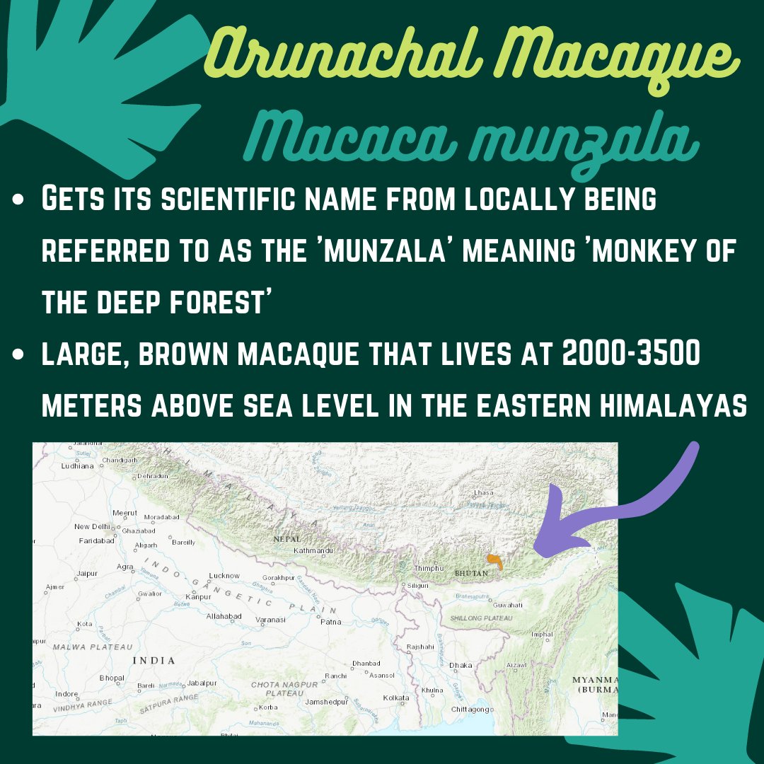 Next up on  #InternationalMacaqueWeek is-5. The mountainous and thick-fur-coated Arunachal macaque! #Scicomm  #PrimateTrivia PC:  @mdmadhusudan via Dr. Anindya 'Rana' Sinha