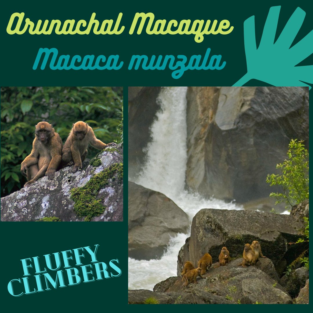Next up on  #InternationalMacaqueWeek is-5. The mountainous and thick-fur-coated Arunachal macaque! #Scicomm  #PrimateTrivia PC:  @mdmadhusudan via Dr. Anindya 'Rana' Sinha