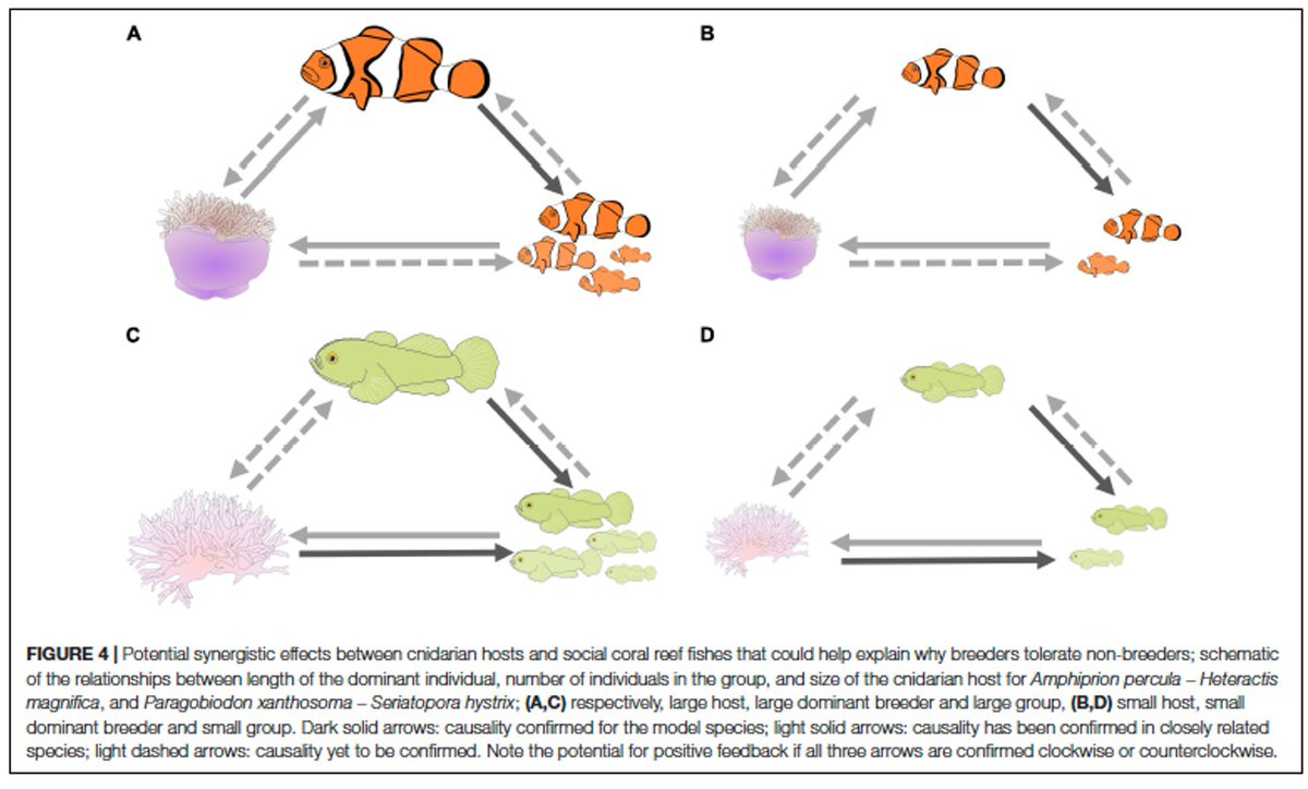 We know less about why breeders tolerate non-breeders. There is potential for weak kin selection, and lots of open questions about synergistic effects and mate replacement to be explored. 7/n