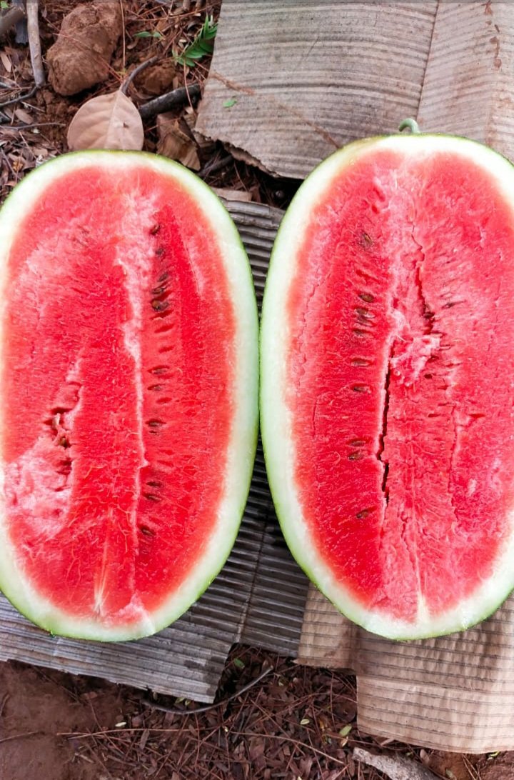 Marginal farmers of Harichandanpur Keonjhar #Odisha can't sell their water melon produce as no trader is venturing out to buy their produce, they are ready to sell their water melon produce for Rs 7~9/Kg. Weekly harvest will be around 30-35 tons. Pls contact me, if you can help !