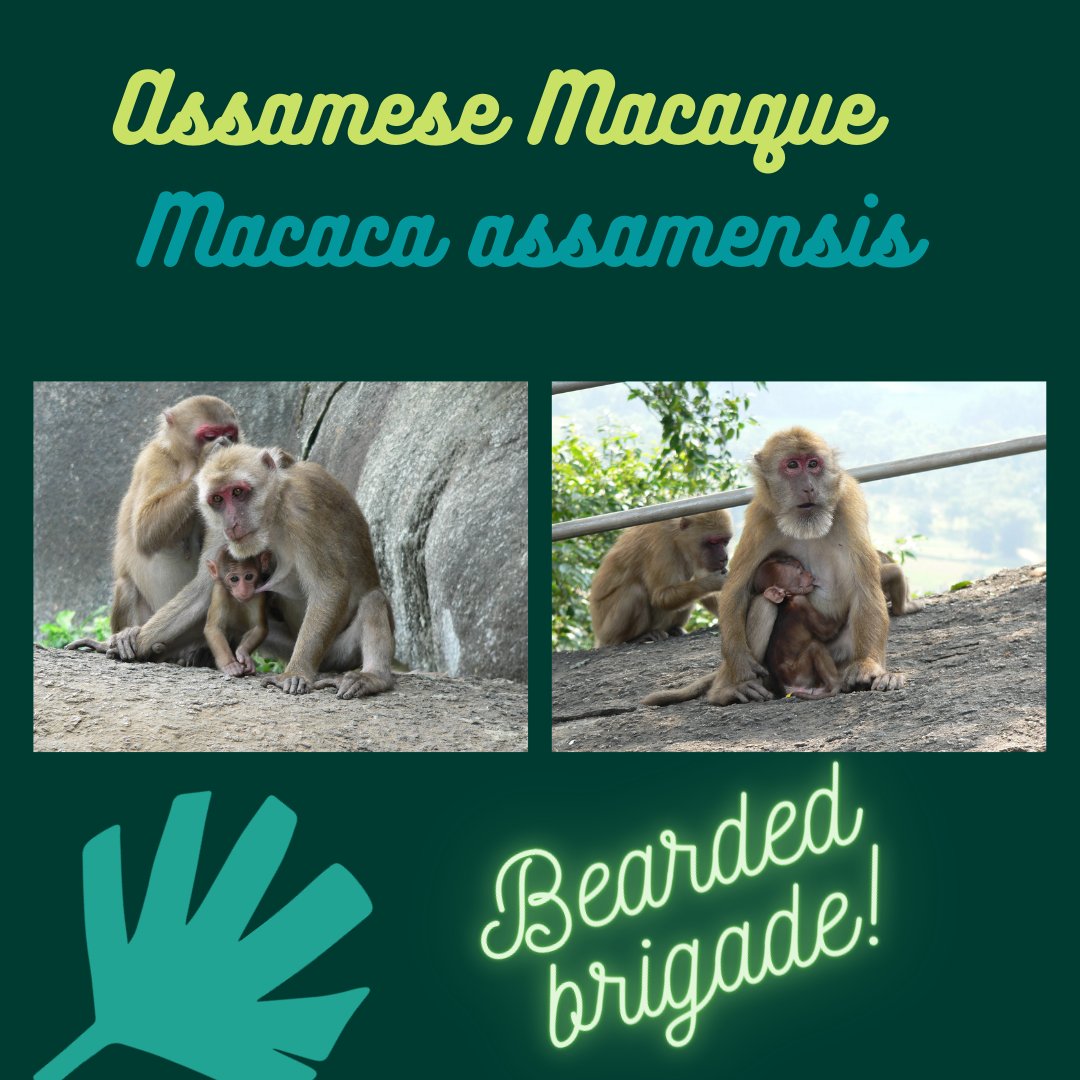Continuing on from yesterday, we bring you 2 more wonderful species from northeast India this  #InternationalMacaqueWeek! 4. The big and burly, rapidly adapting monkey that inhabits both forested and urban patches - Assamese macaque! #Scicomm  #PrimateTrivia PC:  @assamensis7