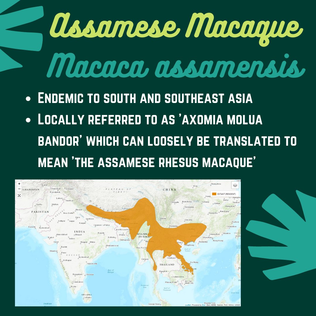 Continuing on from yesterday, we bring you 2 more wonderful species from northeast India this  #InternationalMacaqueWeek! 4. The big and burly, rapidly adapting monkey that inhabits both forested and urban patches - Assamese macaque! #Scicomm  #PrimateTrivia PC:  @assamensis7