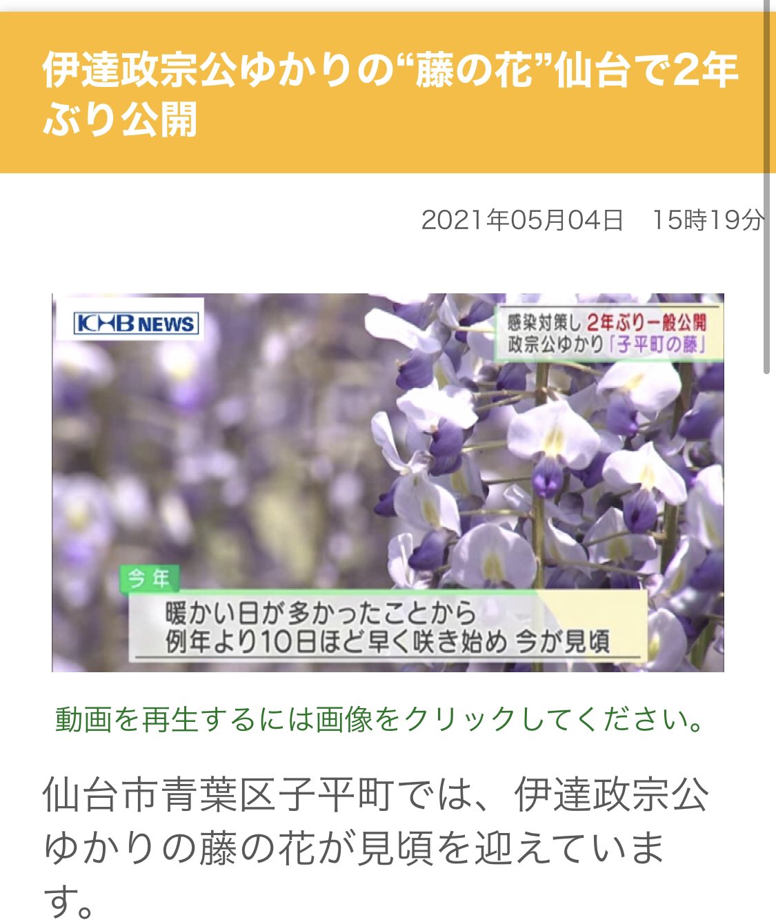 伊達 政宗 なんと4年以上前に政宗が朝鮮から持ち帰ったとされる藤の花が見頃を迎え一般公開されているとのこと 樹齢は約4年 つまり4年の時を超えて藤の花経由で政宗と繋がれるチャンスなのだ ちょっと何言ってるのか分かりません