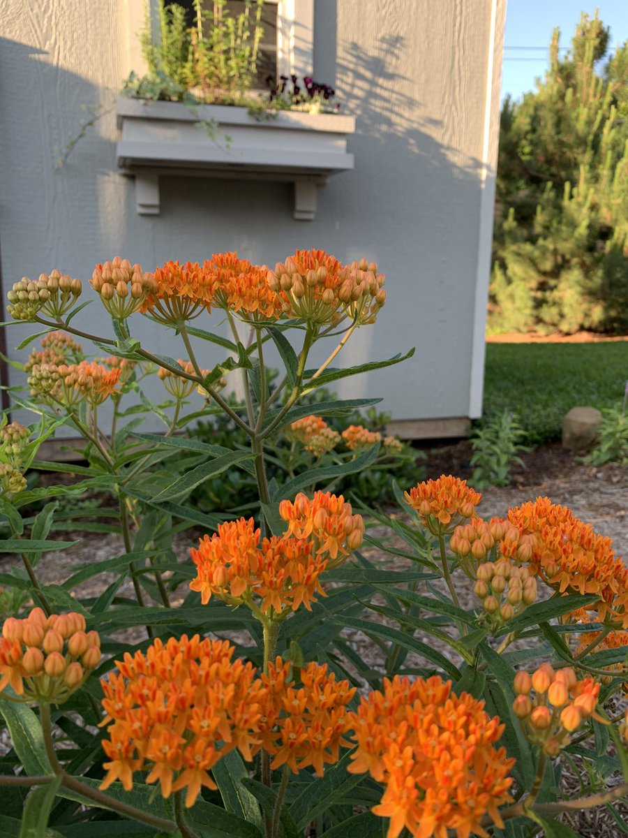 The Butterfly Milkweed is popping right now. Just in time -hopefully- for the spring Monarch Butterfly migration north. Keep tabs, post sightings, and learn more about monarchs on    journeynorth.org