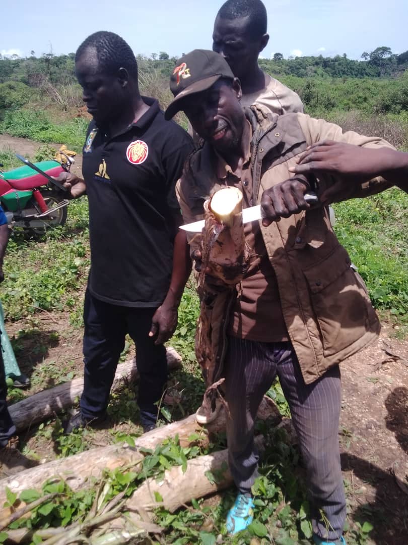 Forest4dev's tweet photo. Mise en place d'une pépinière de production de banane-plantain à Kette. Elle a été faite par les artisans miniers, avec l’appui de @Forest4dev dans le cadre soutien au développement des alternatives à l'exploitation minière engagé dans la mise en œuvre du #ProMESS @UEauCameroun https://t.co/umrZ7JE7rv