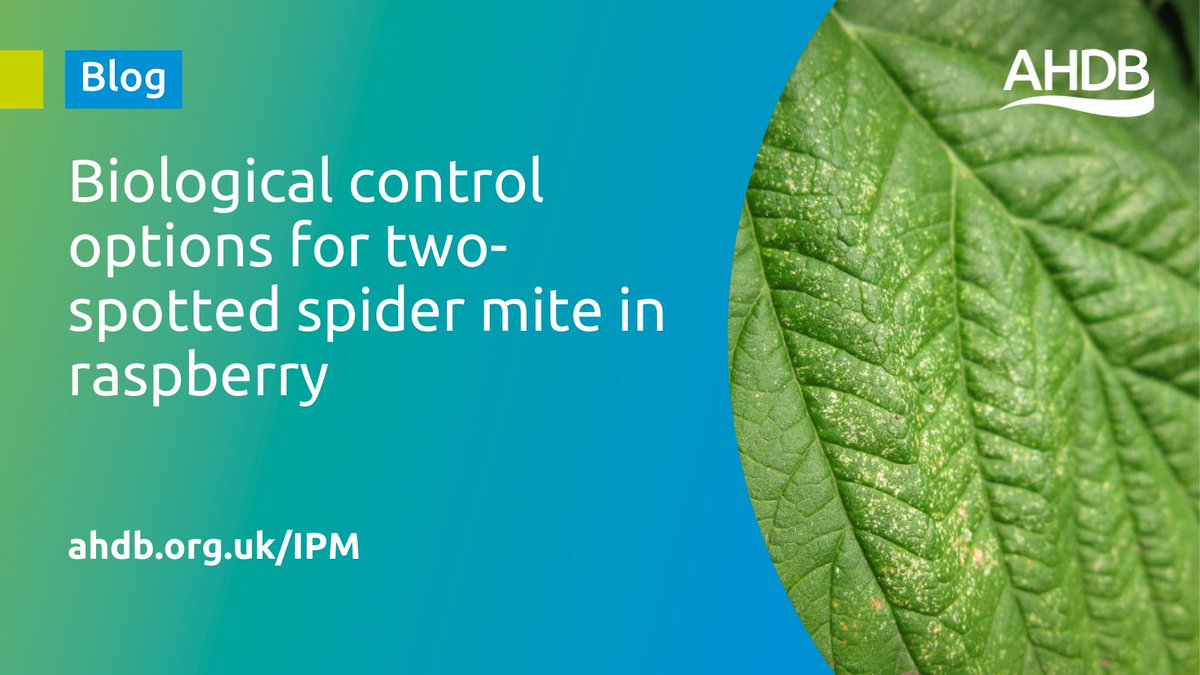 Can biological control for two-spotted spider mite be compatible with spotted wing drosophila control options? 

Scott Raffle considers the latest research for raspberry crops: ahdb.org.uk/news/biologica…

#IPM #PreventDetectControl