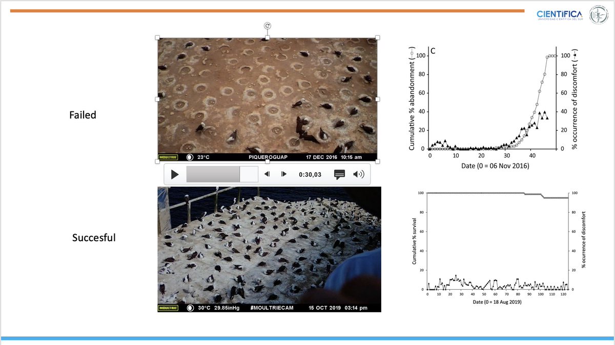 UIEMAvesMarinas's tweet photo. 3/4 #DigSesh2 #WSTC7 Complete breeding failure during incubation was recorded in several islands. By determining the proportion of birds in discomfort (foot preening, standing on nest) as the season progressed, we showed that nest desertion was associated with tick infestation https://t.co/WYjEWjv63Z