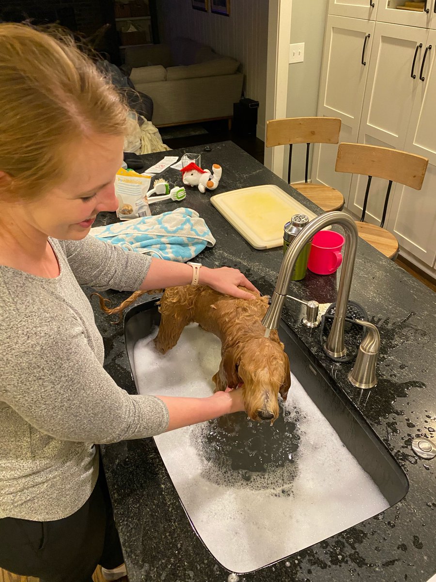 Ruby_RedPanda's tweet image. Fluffy after my bath, they got me again