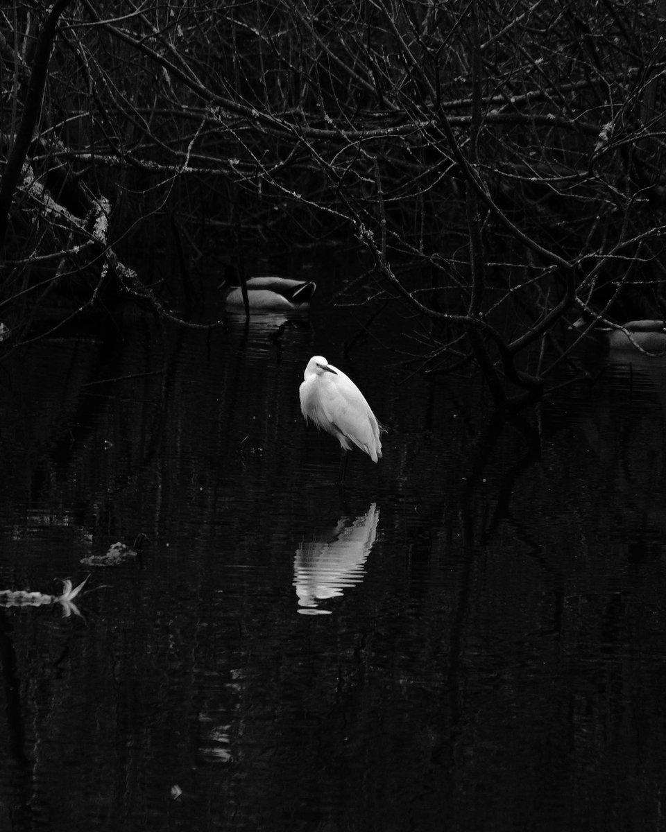 Egret chillls with the ducks in #suttonpark
#birdphotography #blackandwhitephotography