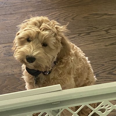 Ruby_RedPanda's tweet image. #NewProfilePic