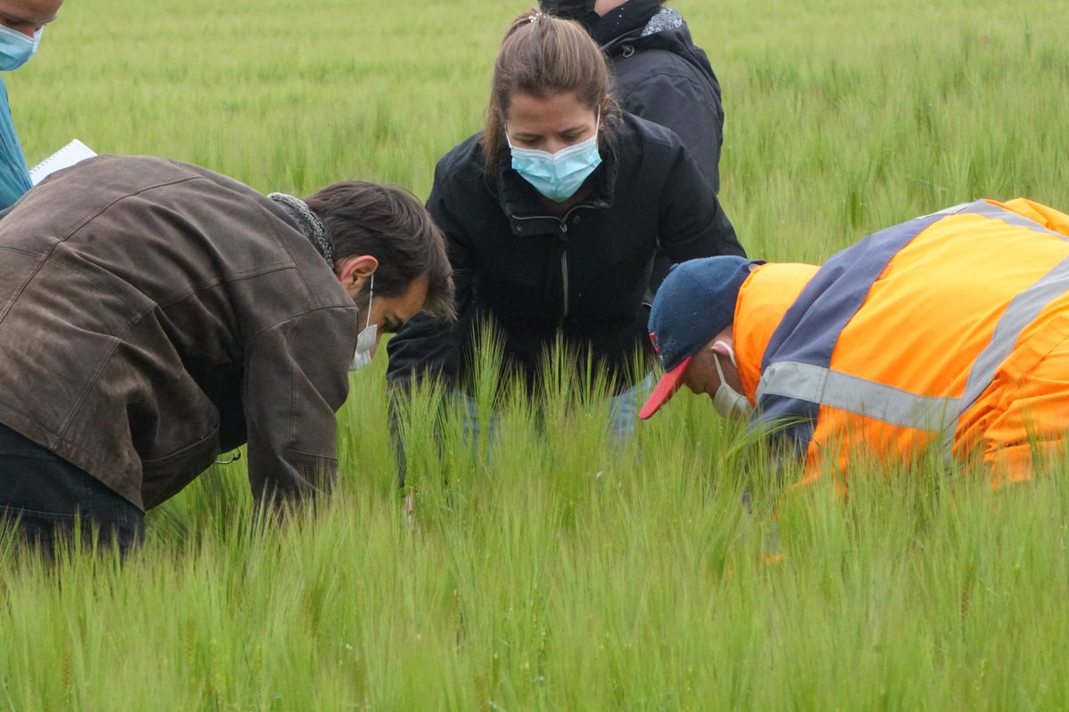 EveBalfour's tweet image. First #EcoStack field day in France @isara. Very nice exchange between advisors, farmers and scientists around #varietymixtures and #undersowing. @SarahGrauby