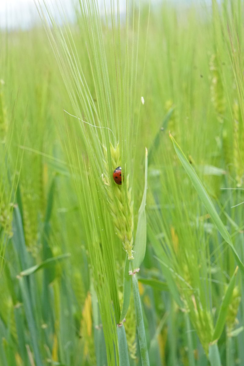 EveBalfour's tweet image. First #EcoStack field day in France @isara. Very nice exchange between advisors, farmers and scientists around #varietymixtures and #undersowing. @SarahGrauby