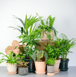 Our Spring Plant Fair will be showcasing some amazing houseplant sellers: Canopy Plants, <a href="/Forest_london/">Forest</a>, Harriet's Plants, @intrayplants and Small Plants. 

Saturday 22 &amp; Sunday 23 May

Book tickets online ow.ly/4eGI50EGm57

#plantfair #houseplants #gardening #plants