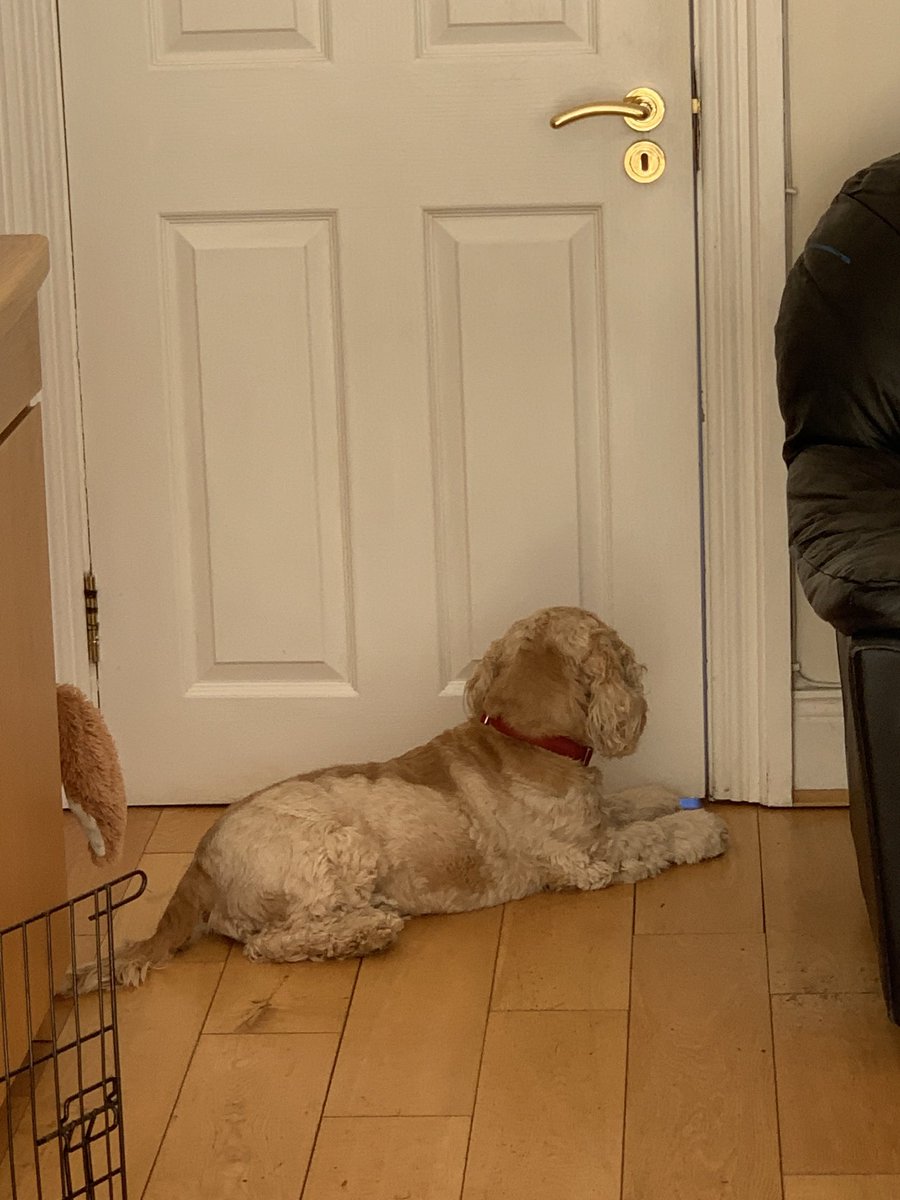 ByrneCocker's tweet photo. Whereโs she gone mum? ๐ I know I grumble about her but sheโs ok really... #missingdaisy https://t.co/mHU2T6lvi5