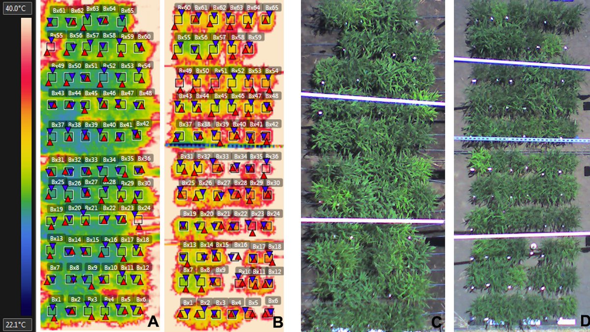 Parthiban T P (@parthibantp) on Twitter photo Our work <a href="/JXBot/">JXB @jxbotany.bsky.social</a> on physiological genetics of stomatal patterning and canopy temperature in Setaria
#drought #wateruse #stomata #opticaltomography #canopytemperature #Setaria
<a href="/IllinoisCropSci/">Crop Sciences</a> <a href="/IGBIllinois/">Genomic Biology</a>
academic.oup.com/jxb/advance-ar… Our work <a href="/JXBot/">JXB @jxbotany.bsky.social</a> on physiological genetics of stomatal patterning and canopy temperature in Setaria
#drought #wateruse #stomata #opticaltomography #canopytemperature #Setaria
<a href="/IllinoisCropSci/">Crop Sciences</a> <a href="/IGBIllinois/">Genomic Biology</a>
academic.oup.com/jxb/advance-ar…