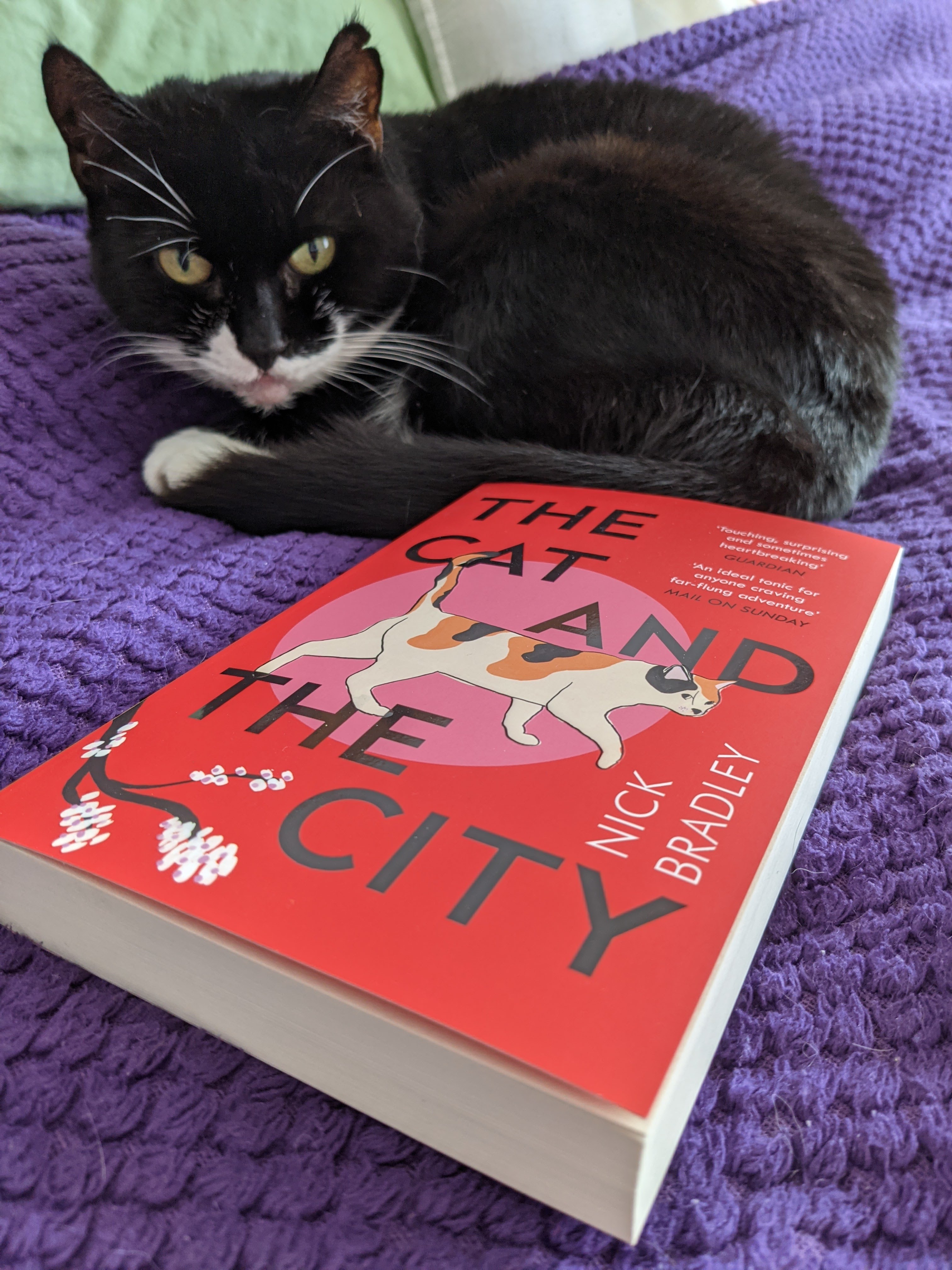 Cat and hotsell the city