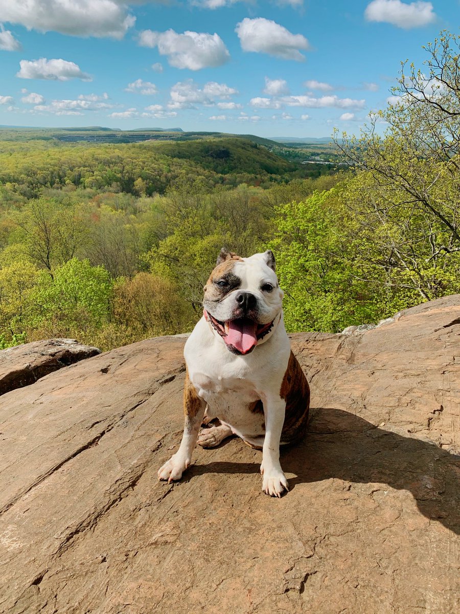 Good morning from Rattlesnake Mountain 🐍☀️ No snakes, just a dopey looking dog #HikeoftheDay #Connecticut 🌿 #FarmingtonCT #TwitterNatureCommunity