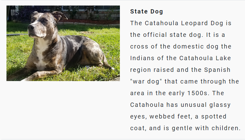 samkarlin's tweet photo. fun fact: Louisiana's official state dog is a Catahoula Leopard dog https://t.co/MkowSfsBYE